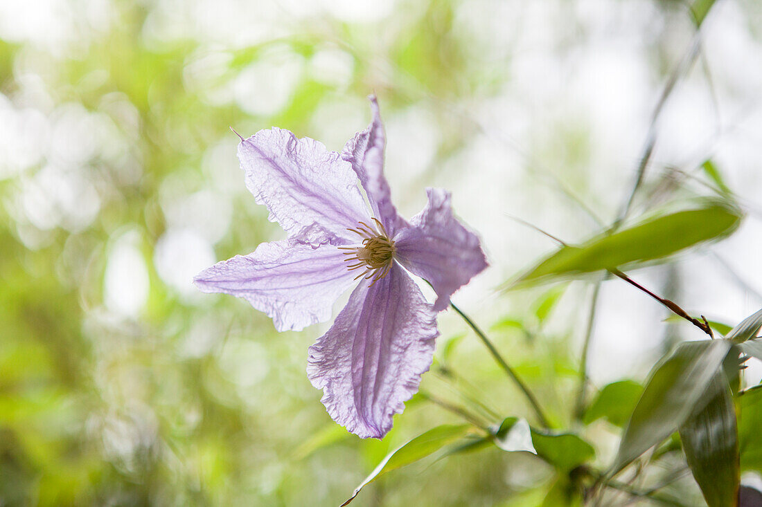 Clematis viticella 'Blue Angel'