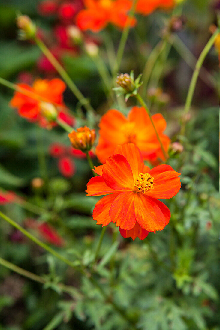 Cosmos sulphureus 'Diabolo'