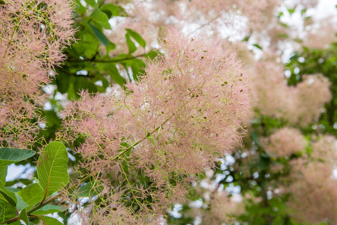 Cotinus coggygria