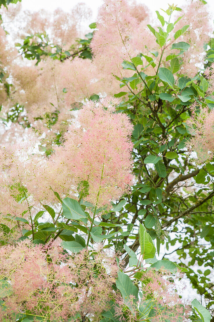 Cotinus coggygria