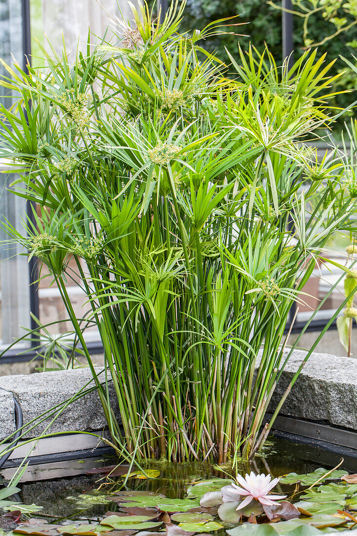 Cyperus alternifolius