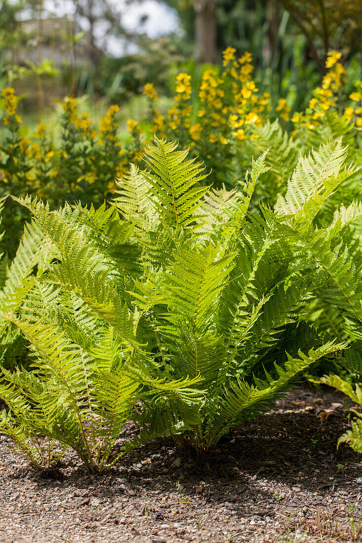 Dryopteris affinis