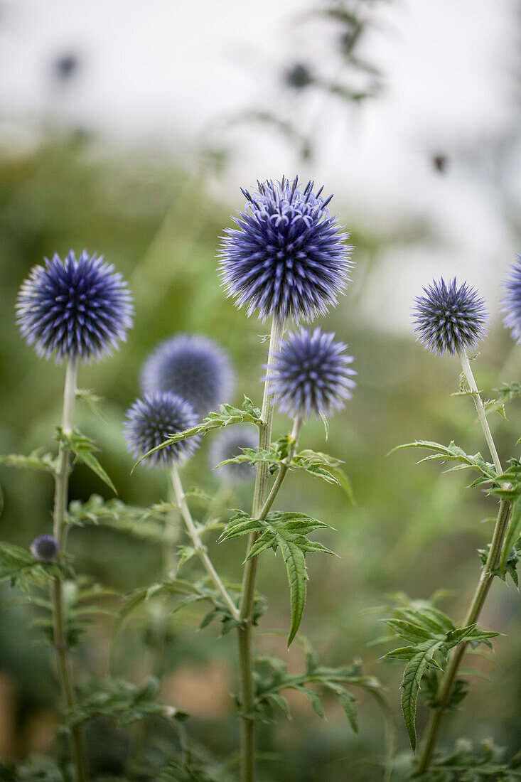 Echinops ritro