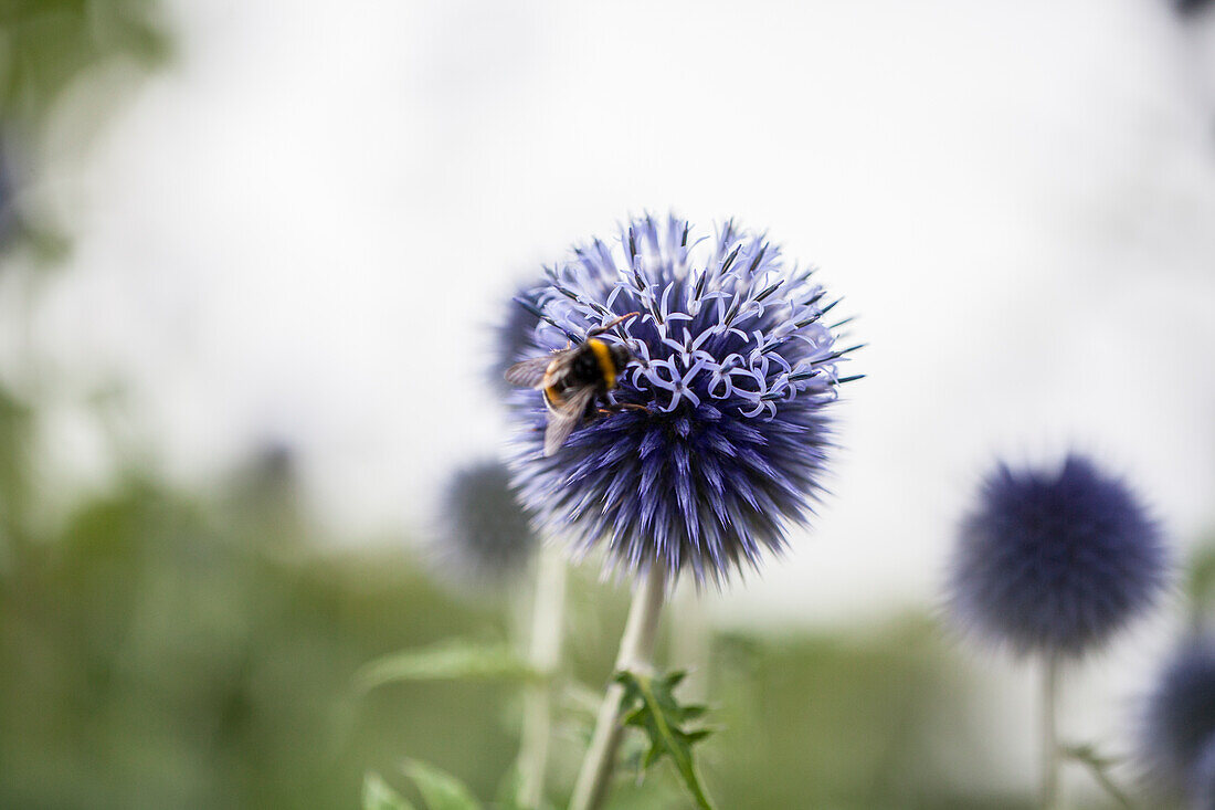 Echinops ritro