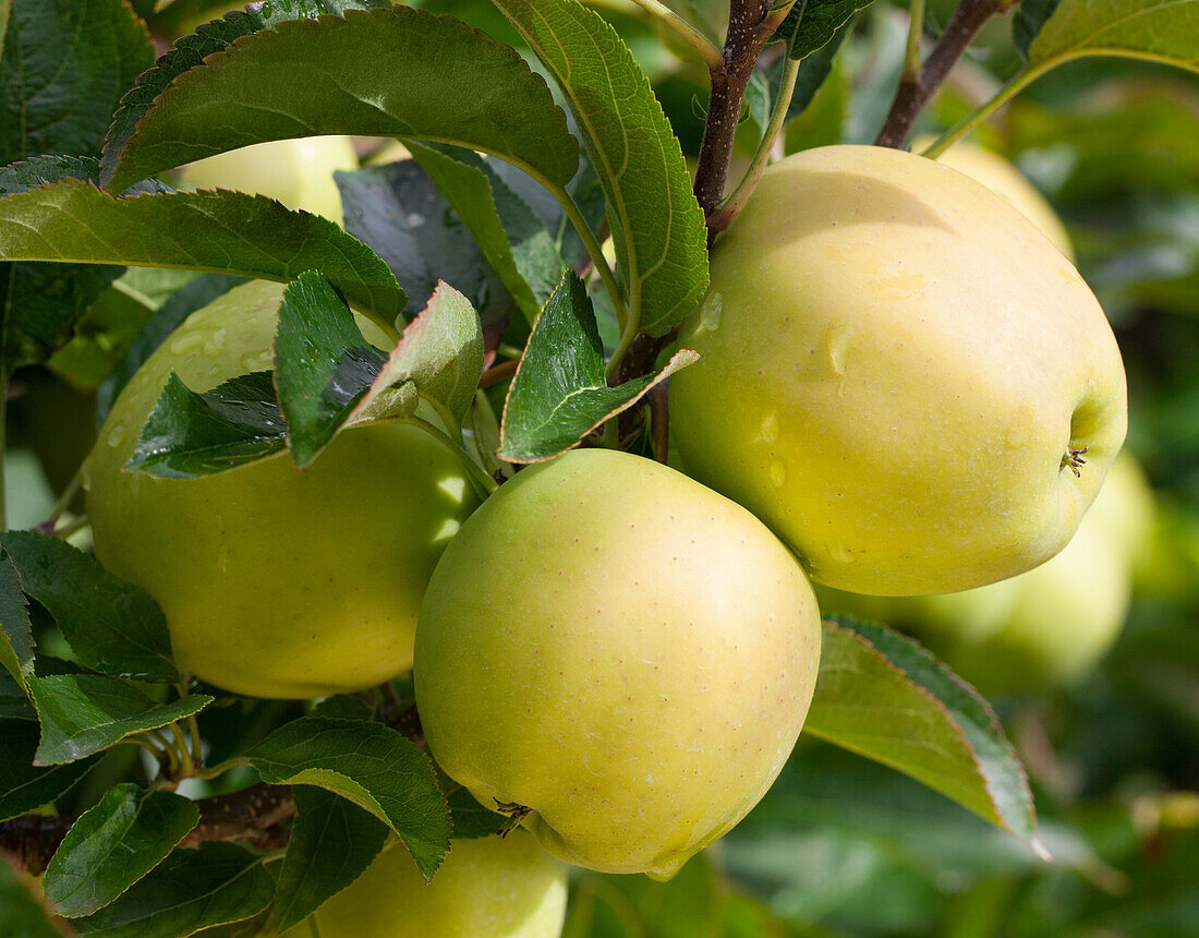 Malus domestica Golden Delicious