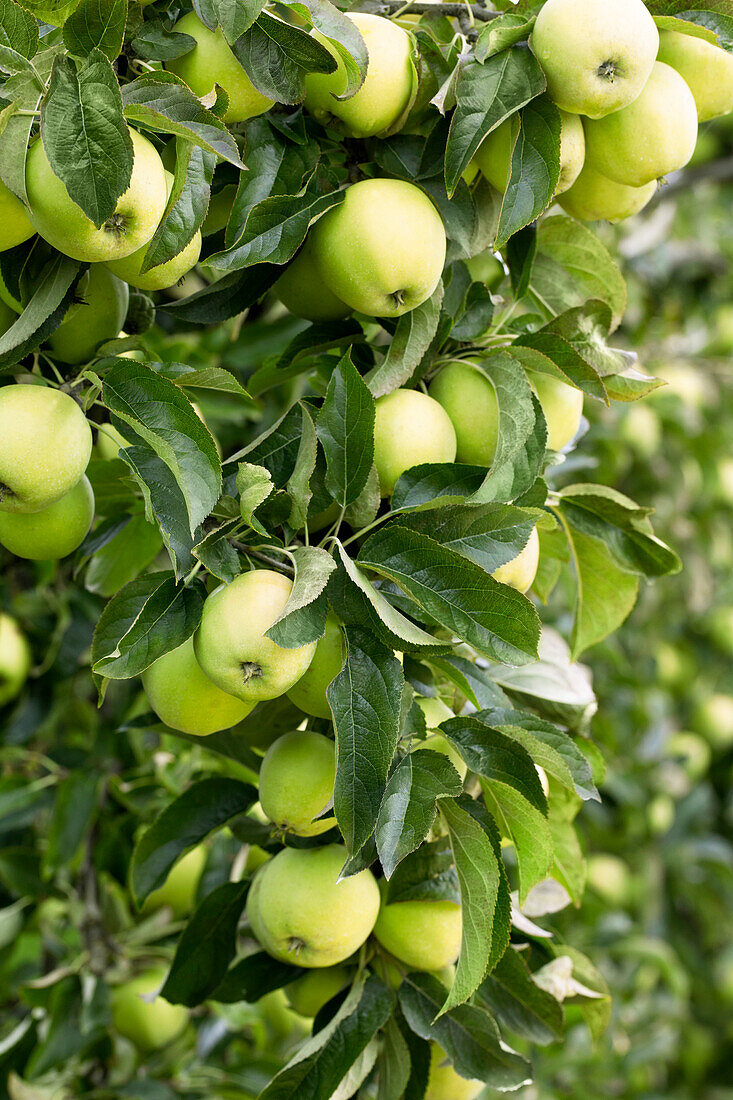 Malus domestica Golden Delicious