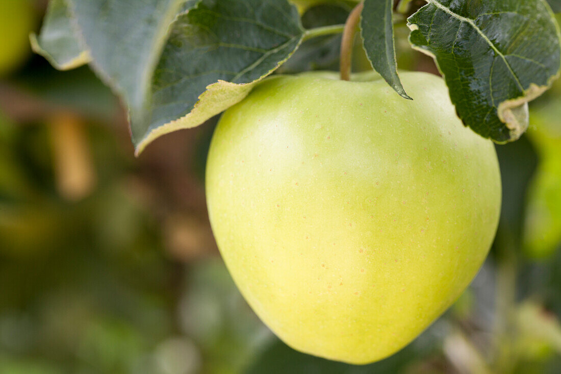 Malus domestica Golden Delicious