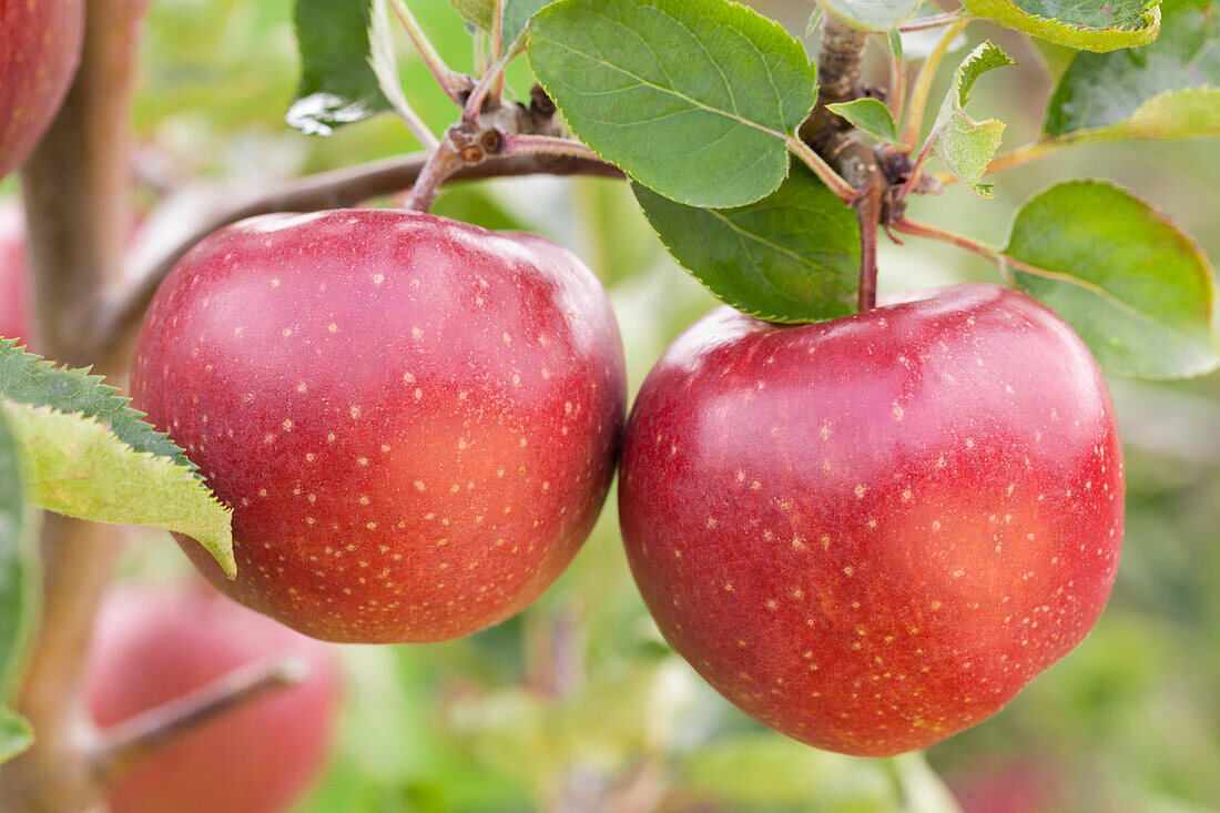 Malus domestica 'Jonagold'