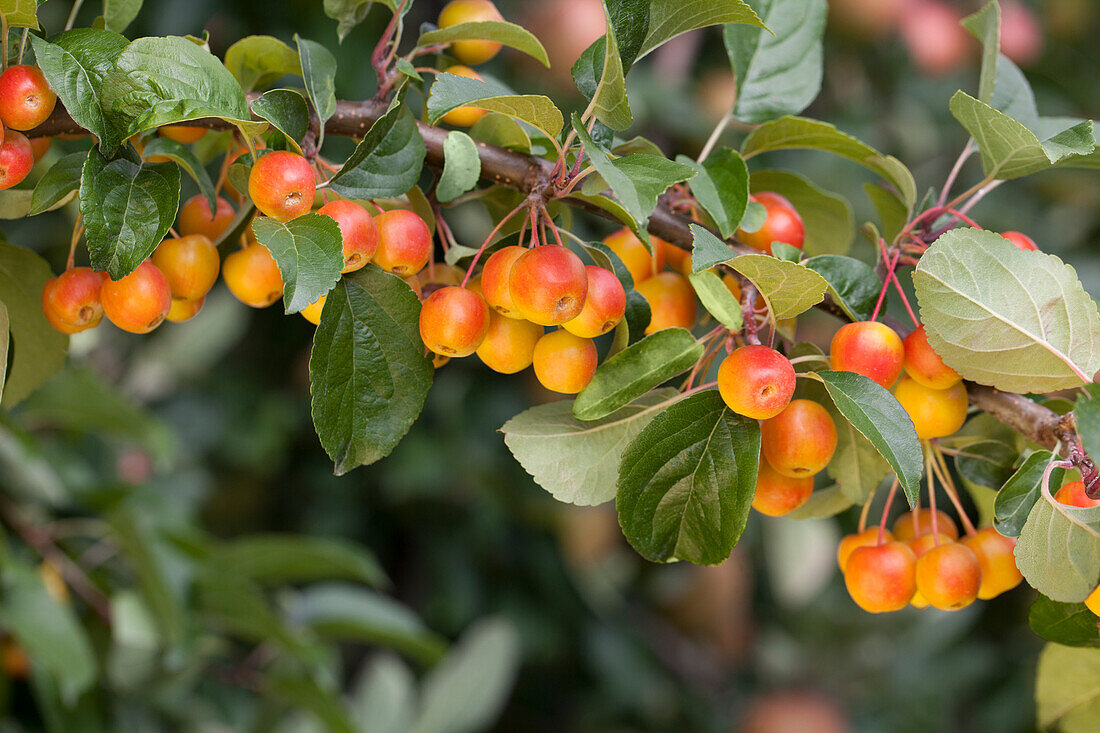 Malus floribunda