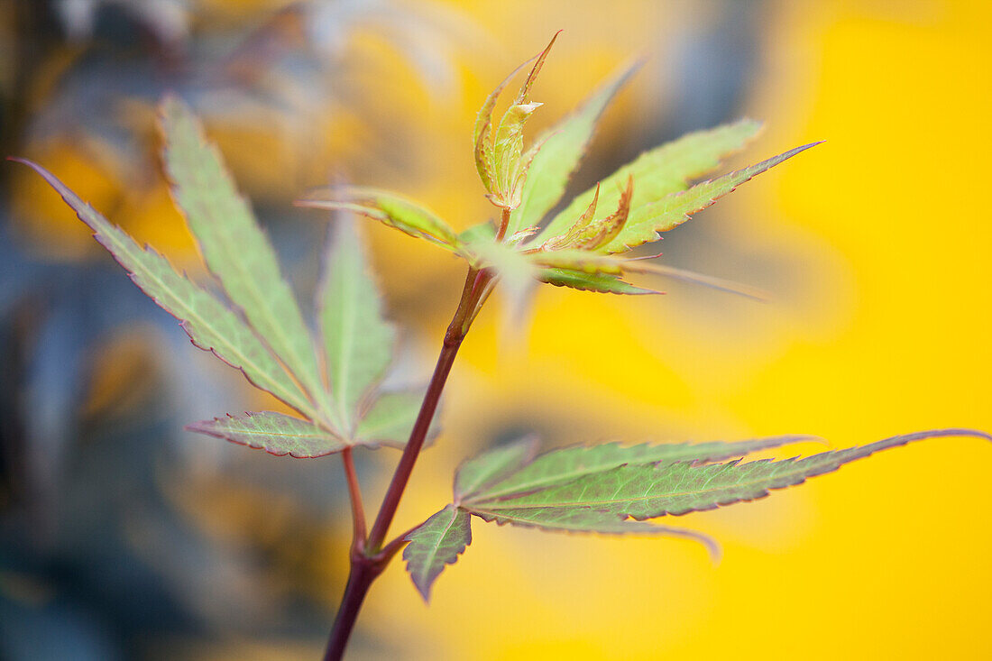 Acer palmatum