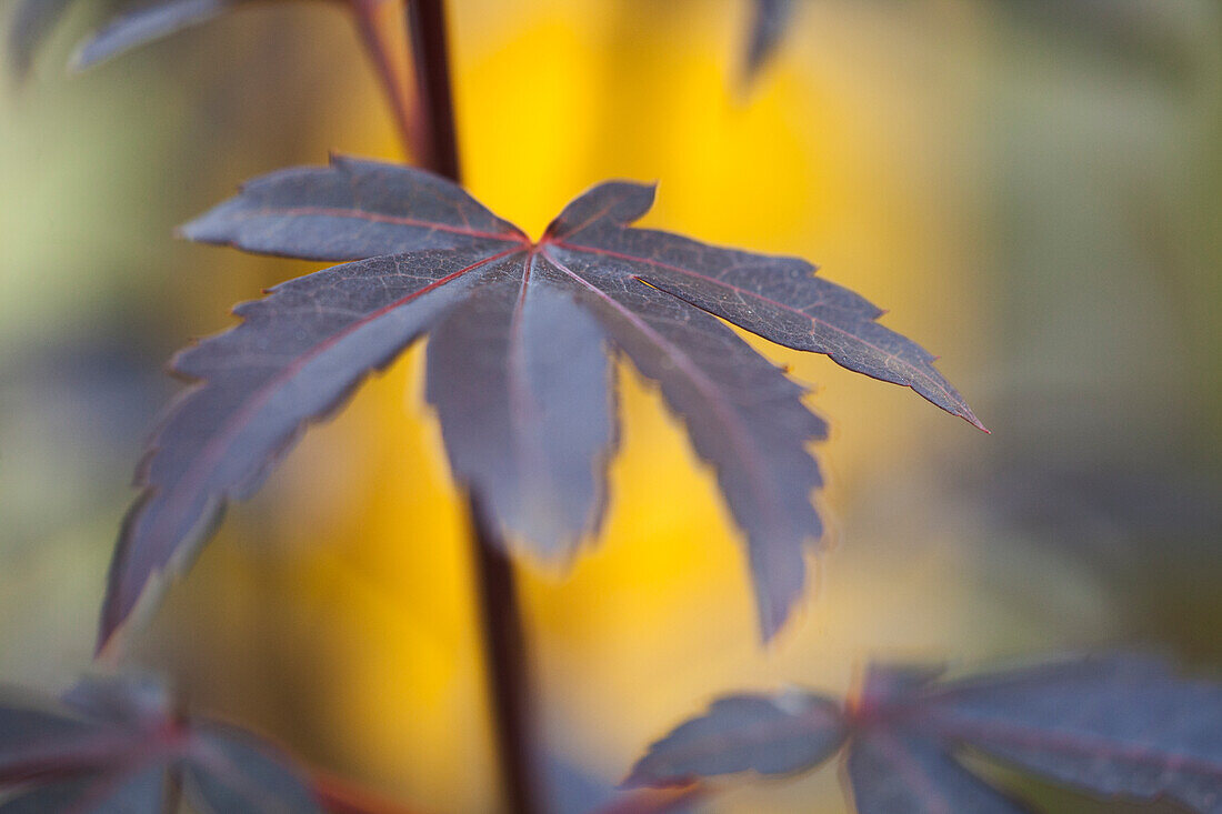 Acer palmatum