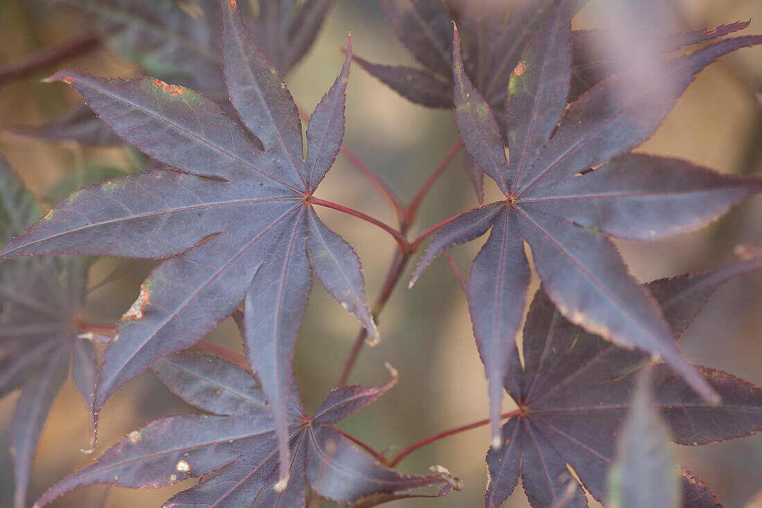 Acer palmatum 'Bloodgood'