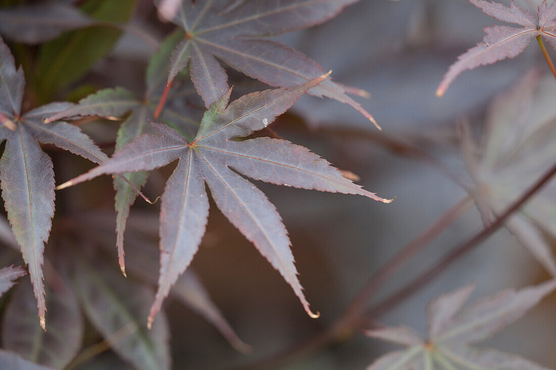 Acer palmatum 'Bloodgood'