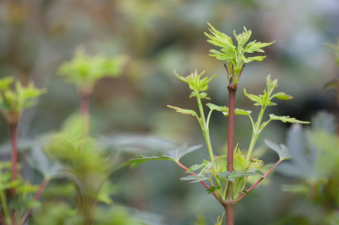 Acer palmatum 'Coonara Pygmy'