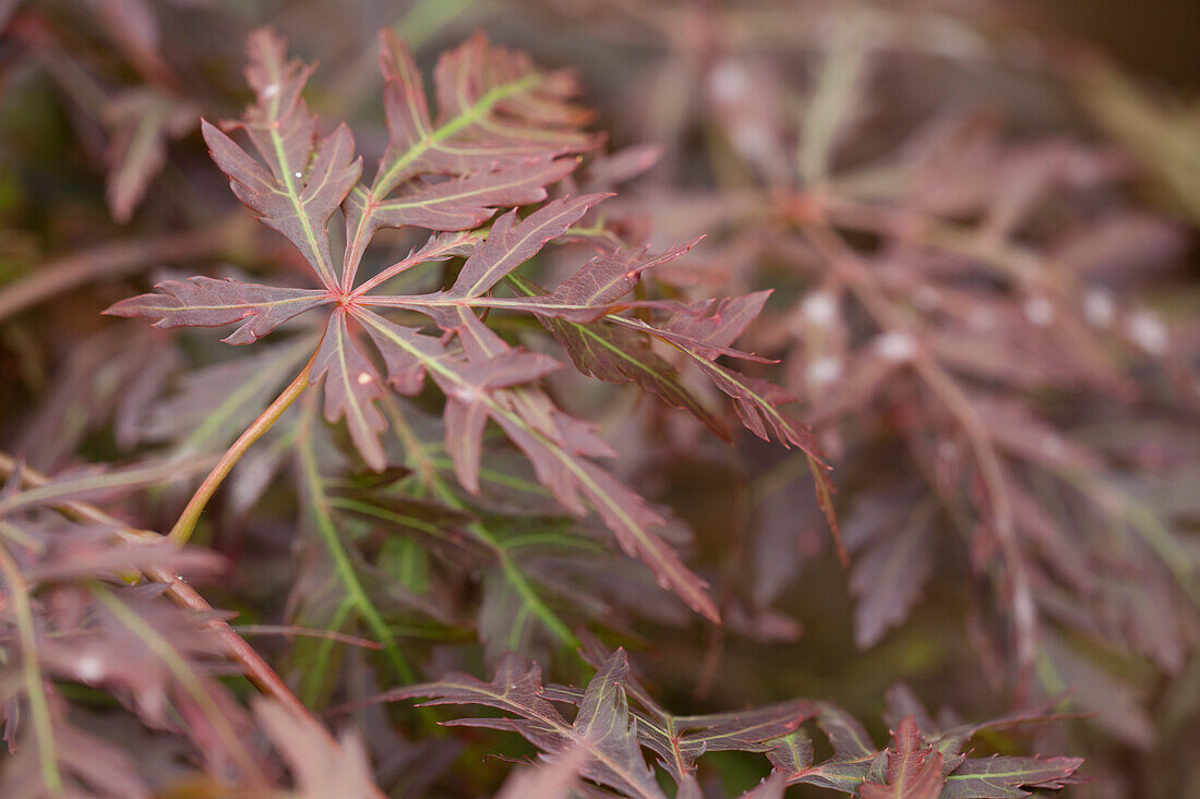 Acer palmatum 'Dissectum Orangeola'