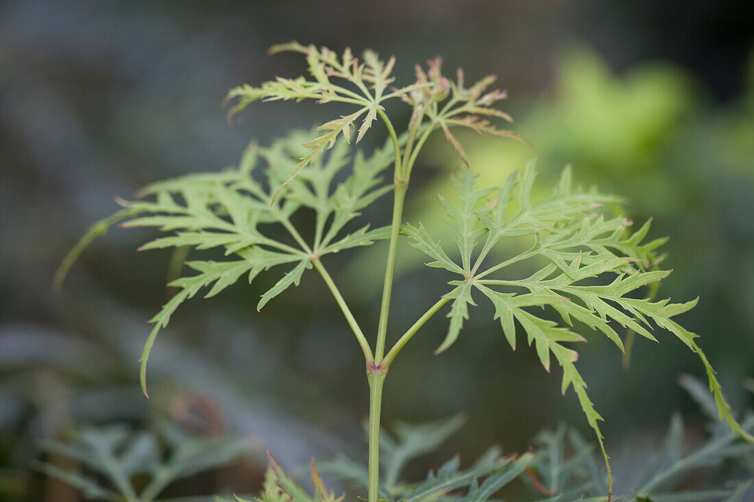 Acer palmatum 'Dissectum Viridis'