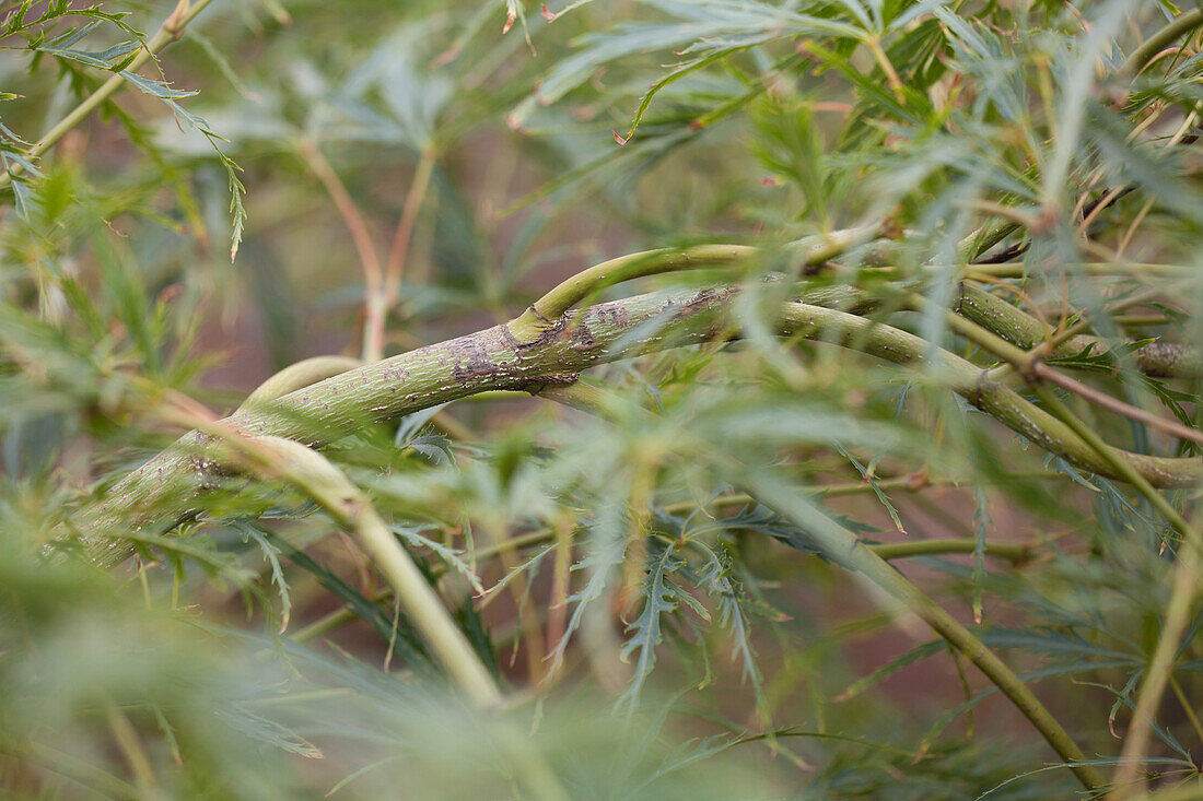 Acer palmatum 'Dissectum Viridis'