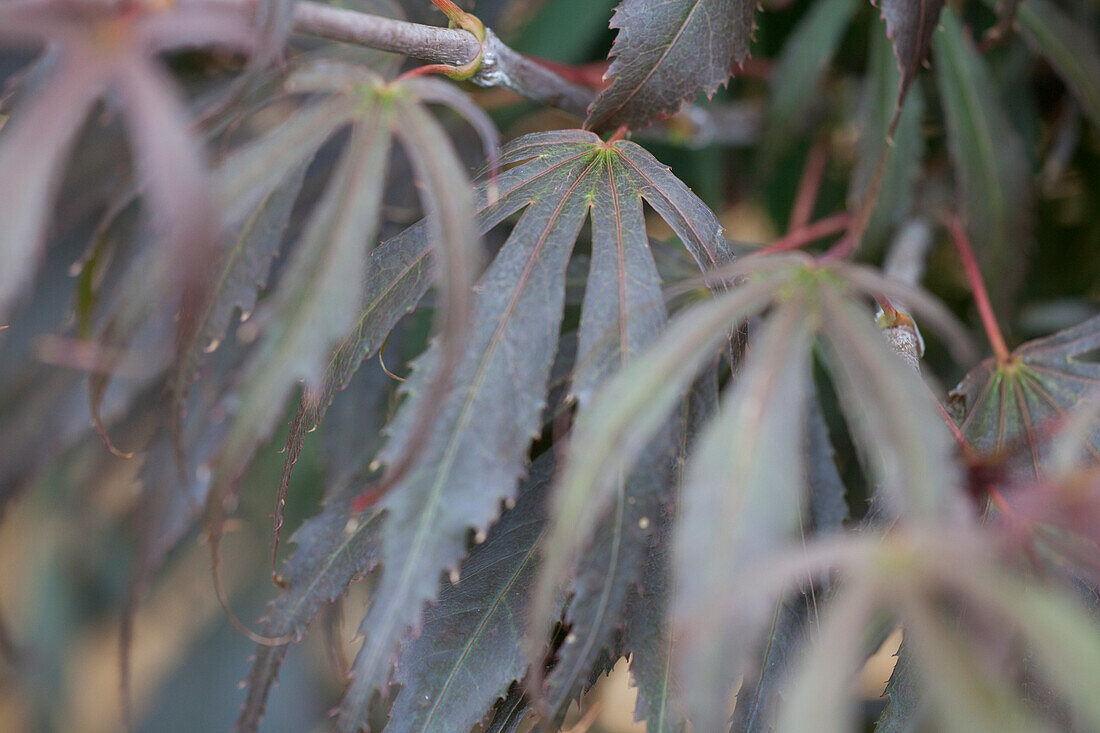 Acer palmatum 'Oregon Sunset'