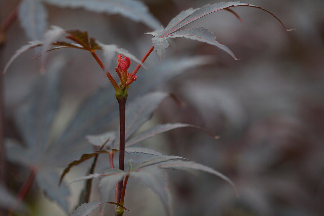 Acer palmatum 'Phoenix