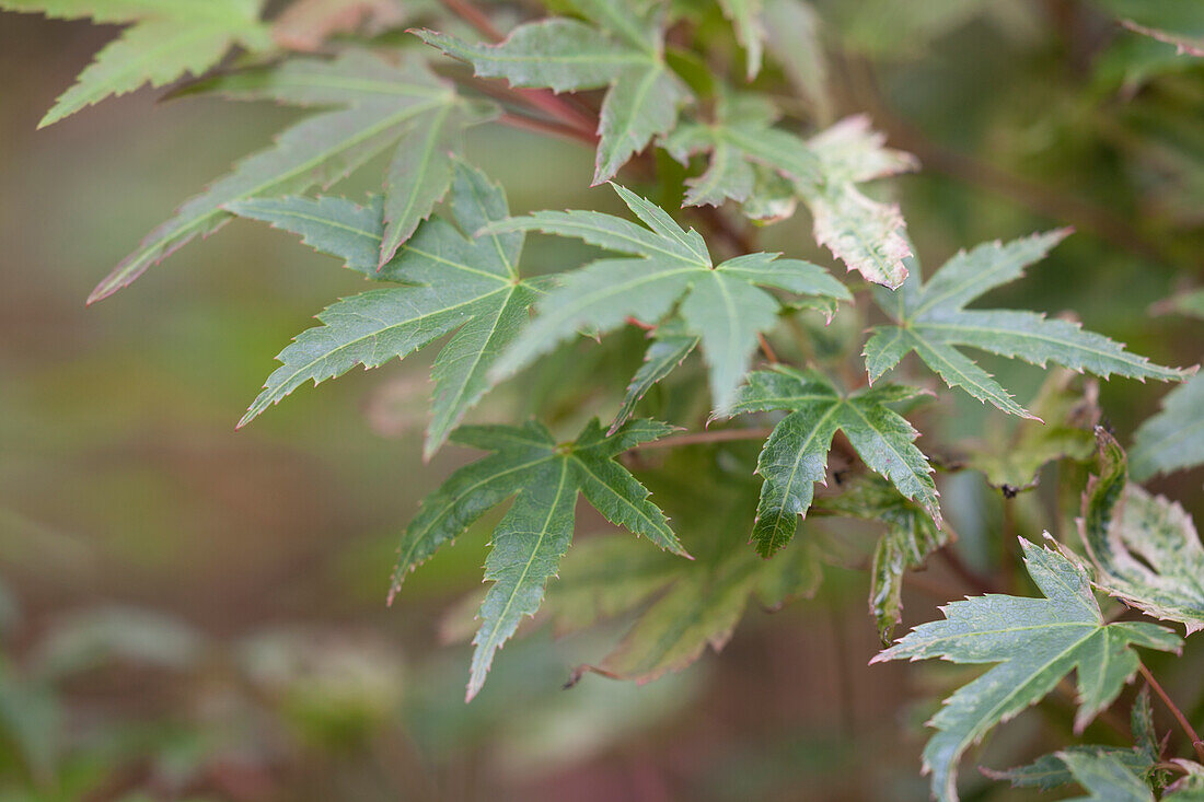 Acer palmatum 'Phoenix