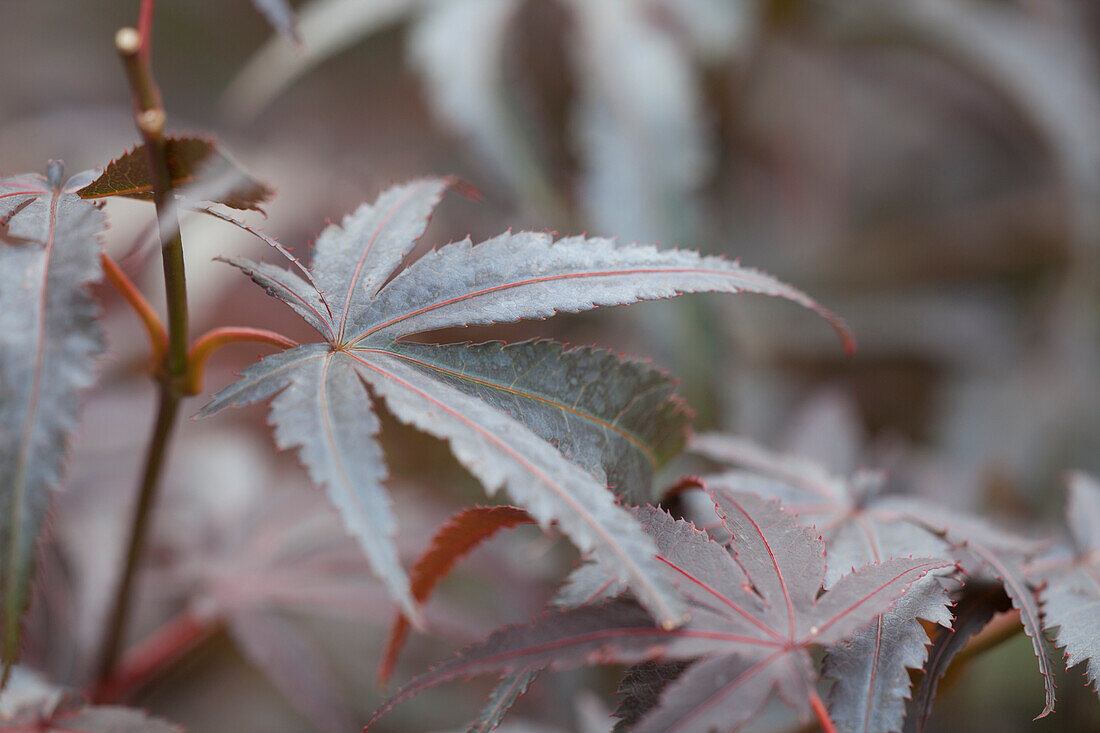 Acer palmatum 'Pixie'