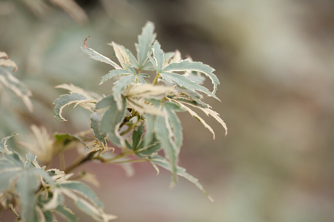 Acer palmatum Roseo Marginatum