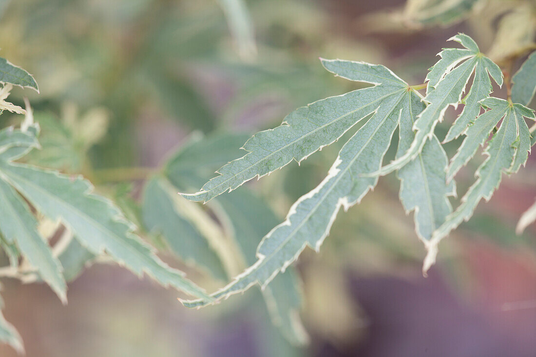 Acer palmatum 'Roseo Marginatum'