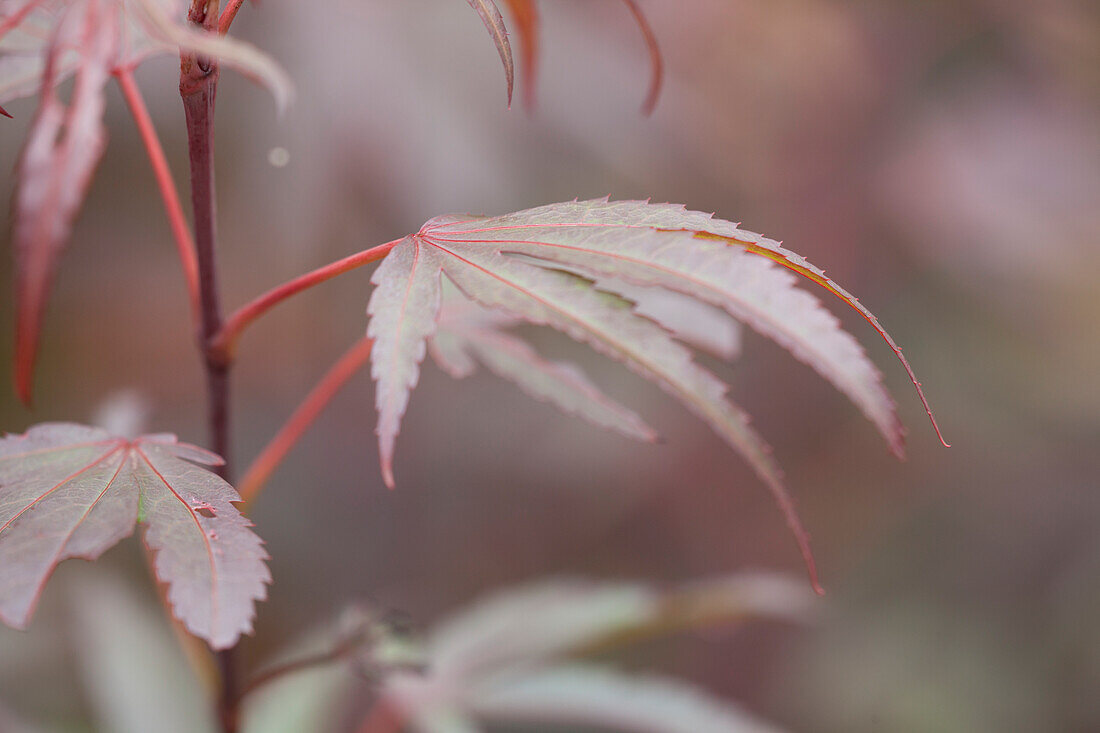 Acer palmatum 'Shaina'