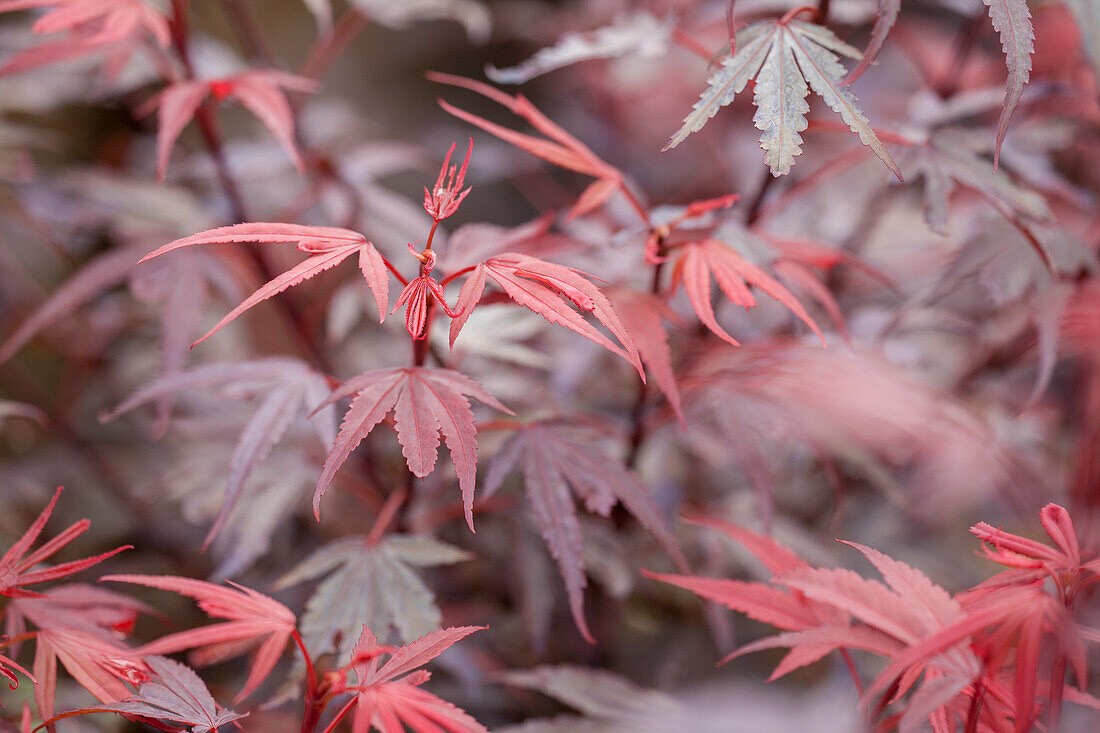 Acer palmatum 'Shaina'