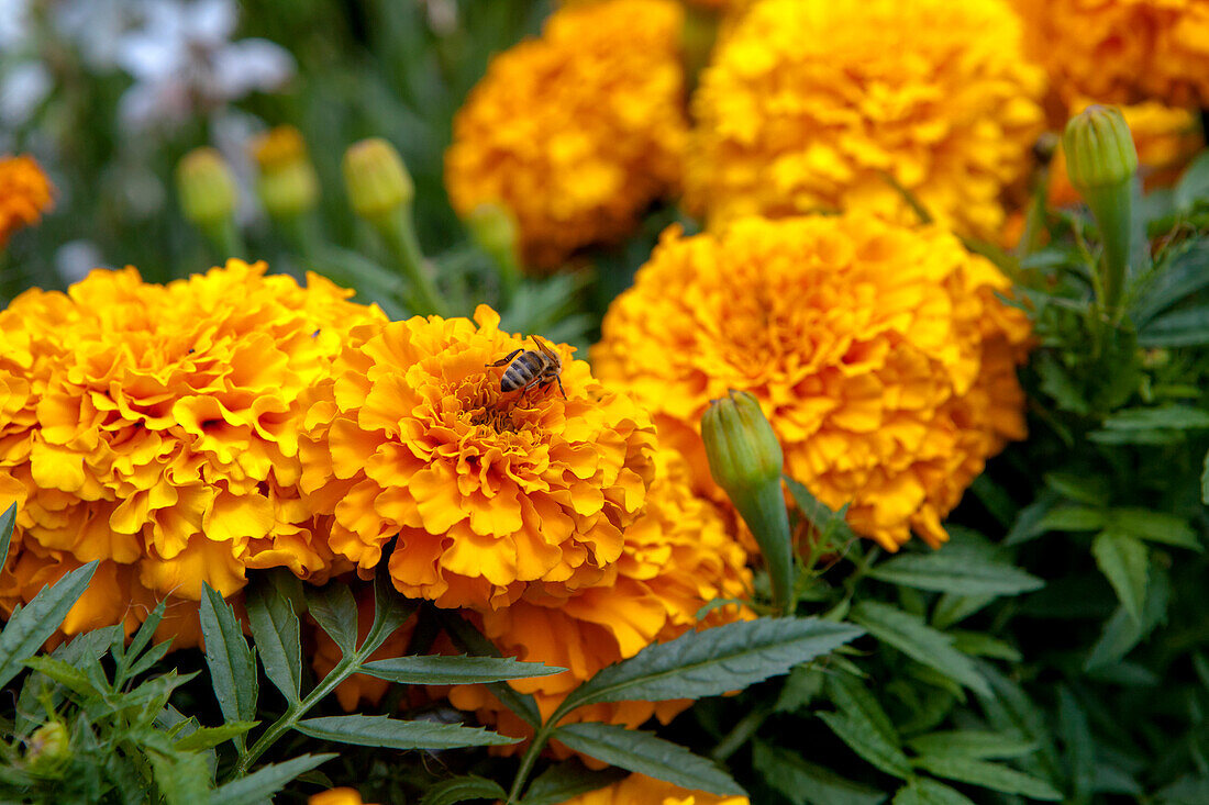 Tagetes erecta 'Marvel orange'