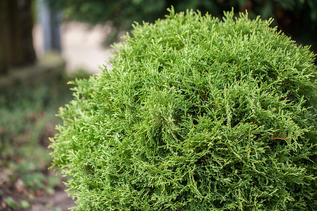 Thuja occidentalis