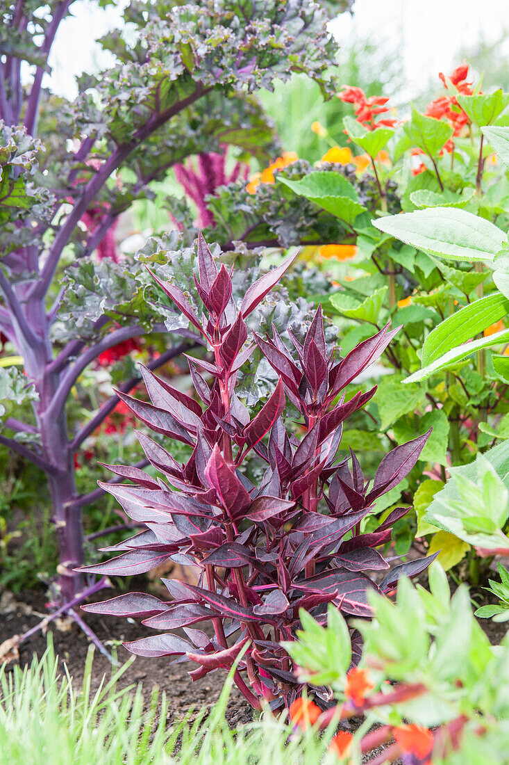 Amaranthus hybridus, dunkelrot