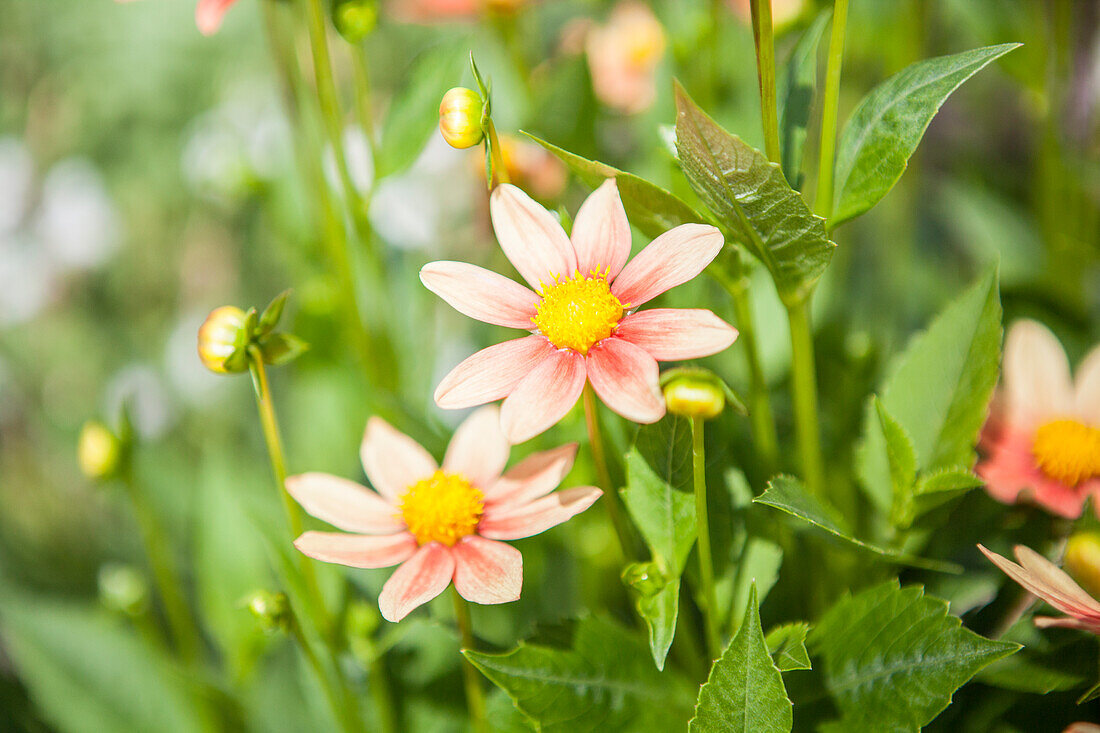 Dahlia Single flowering