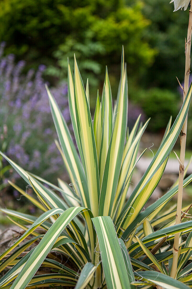 Yucca filamentosa 'Color Guard'