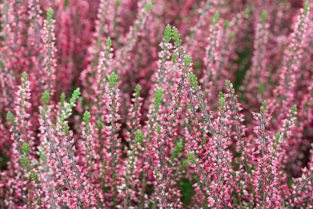 Calluna vulgaris Gardengirls® 'Athene'