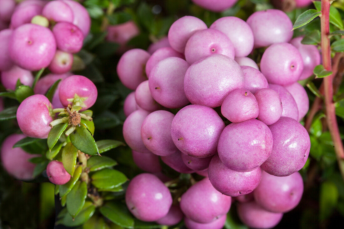 Gaultheria mucronata