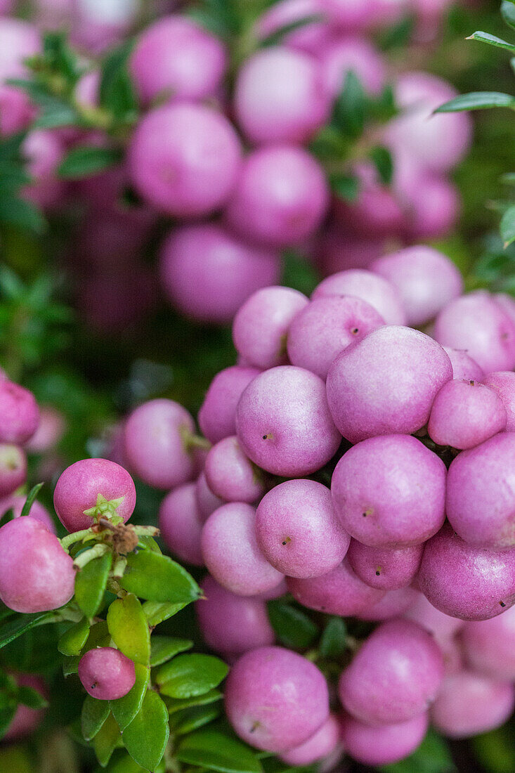 Gaultheria mucronata