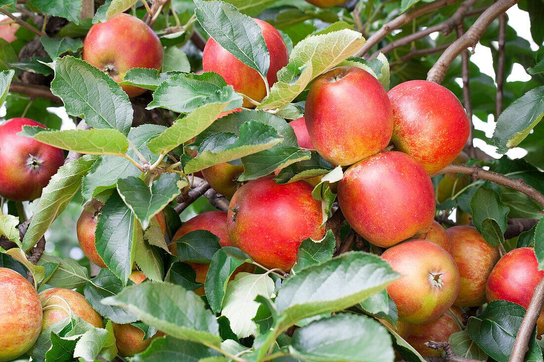 Malus domestica Braeburn