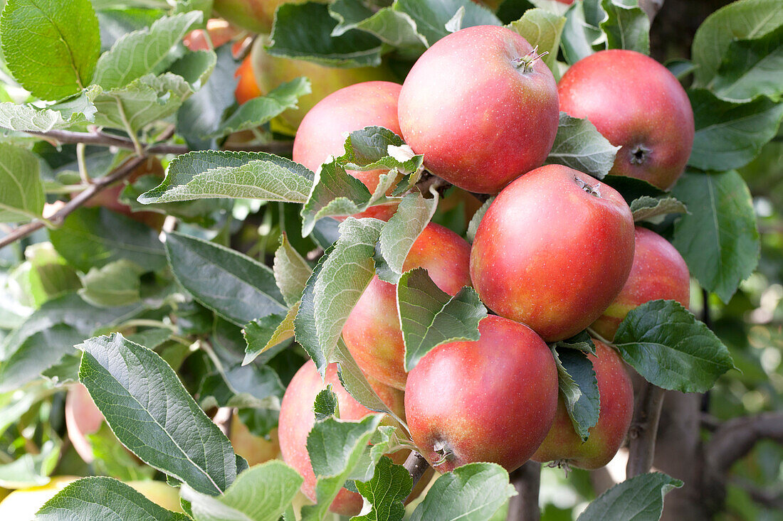 Malus domestica Braeburn