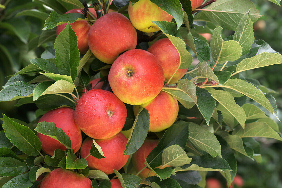 Malus domestica 'Elstar'