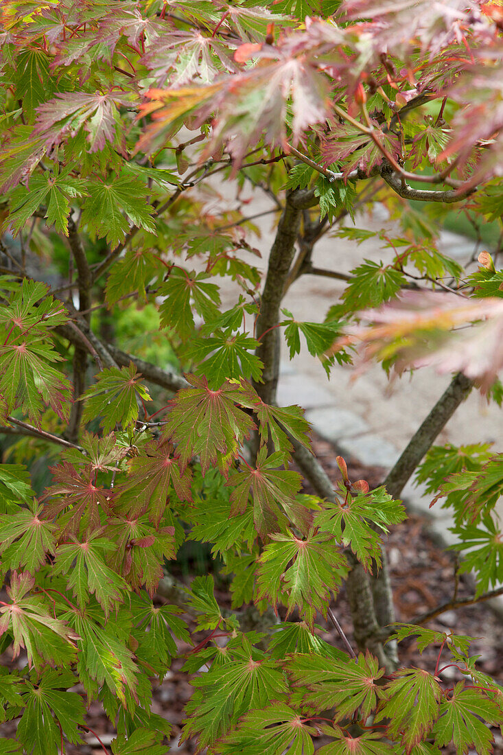 Acer japonicum 'Aconitifolium'