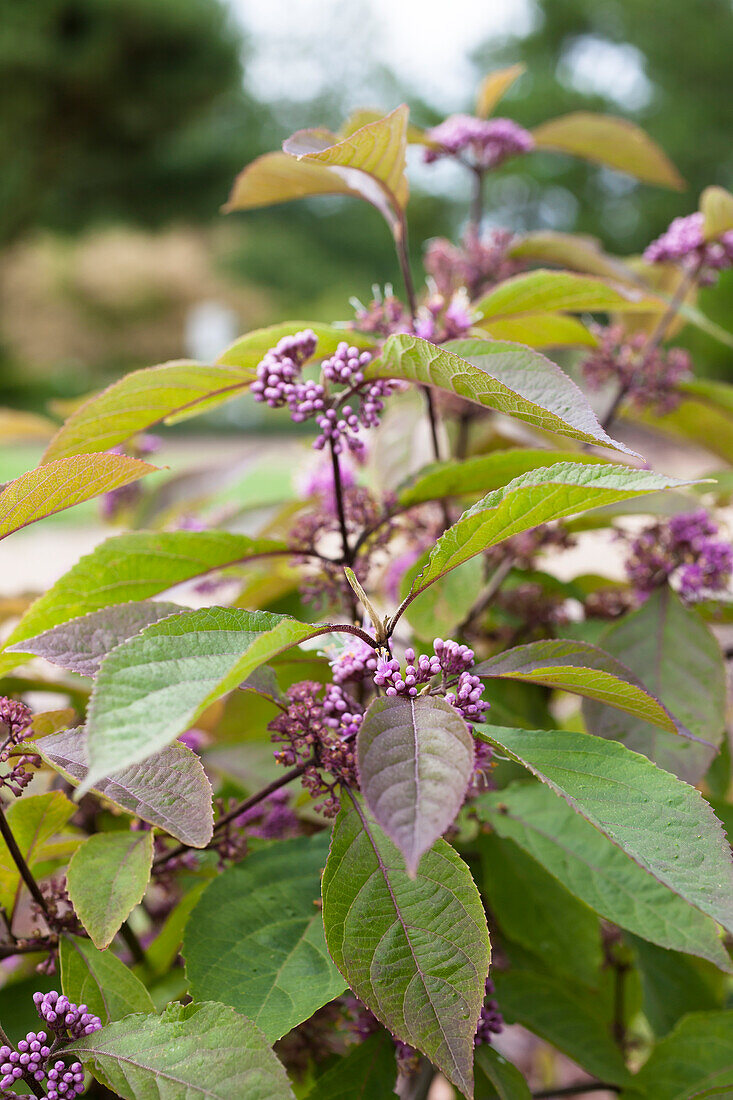 Callicarpa bodinieri profusion