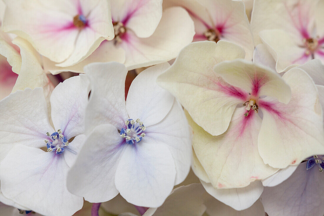 Hydrangea macrophylla 'Camilla'(s)