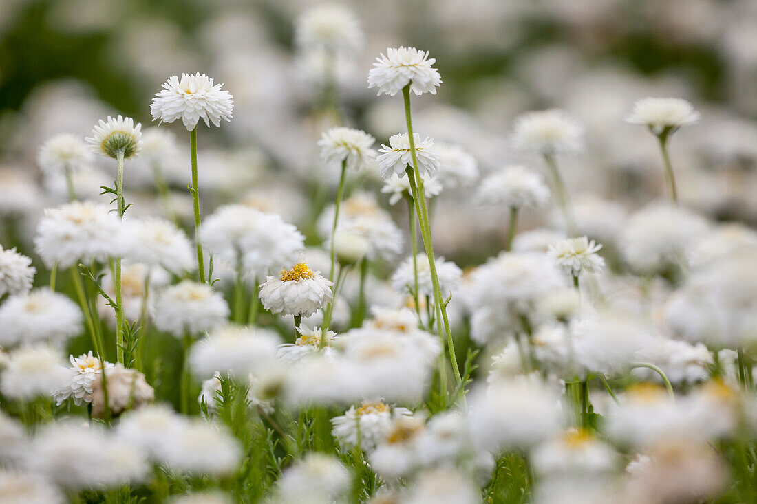 Chamaemelum nobile 'Plenum'