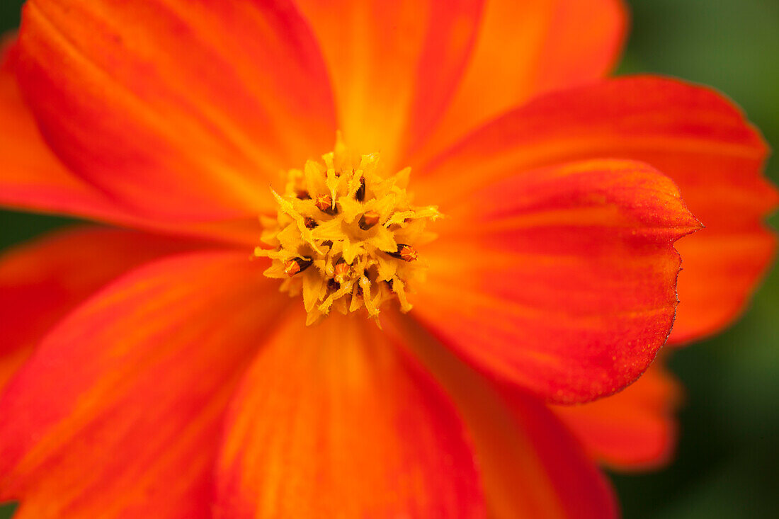 Cosmos sulphureus 'Diablo'