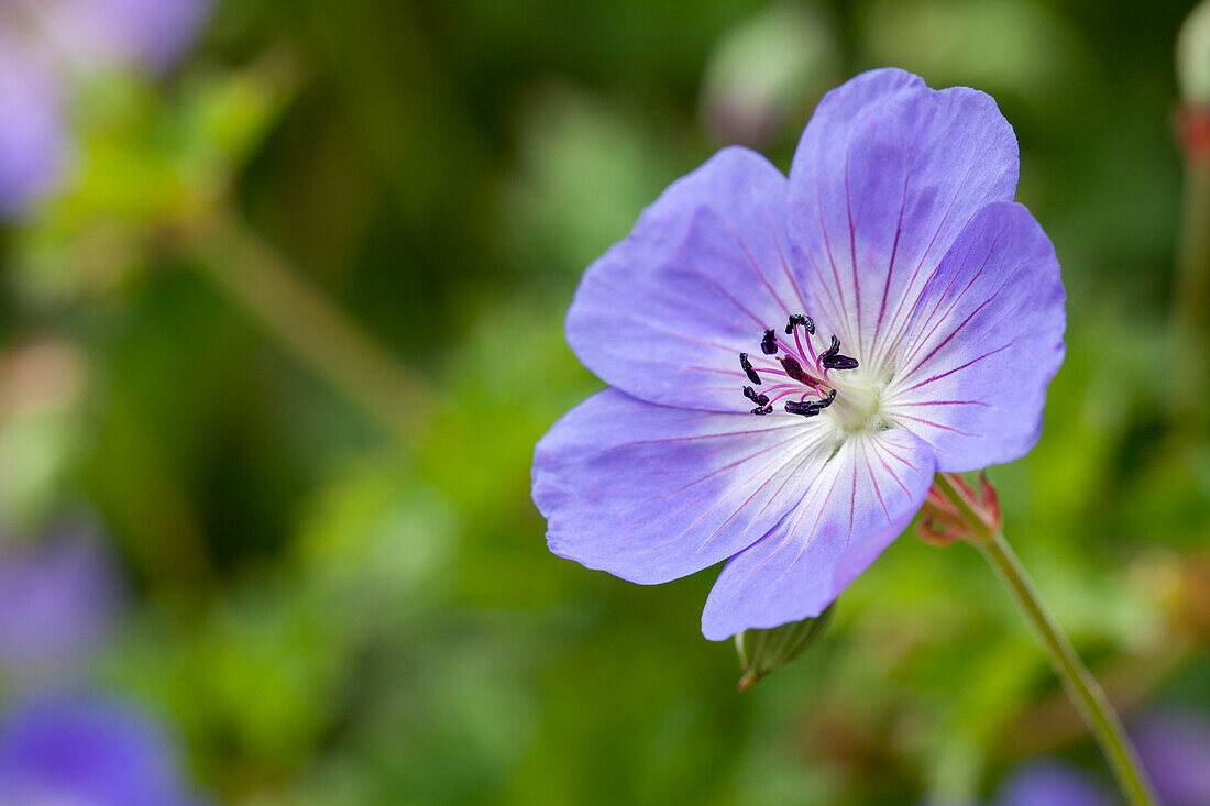 Geranium 'Rozanne'®