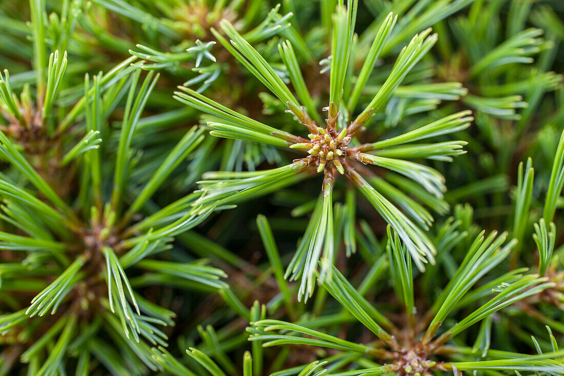 Pinus strobus 'Minima'