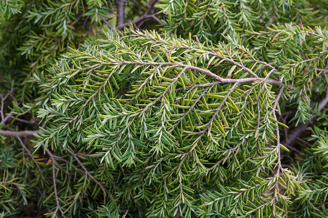 Tsuga canadensis 'Jeddeloh'