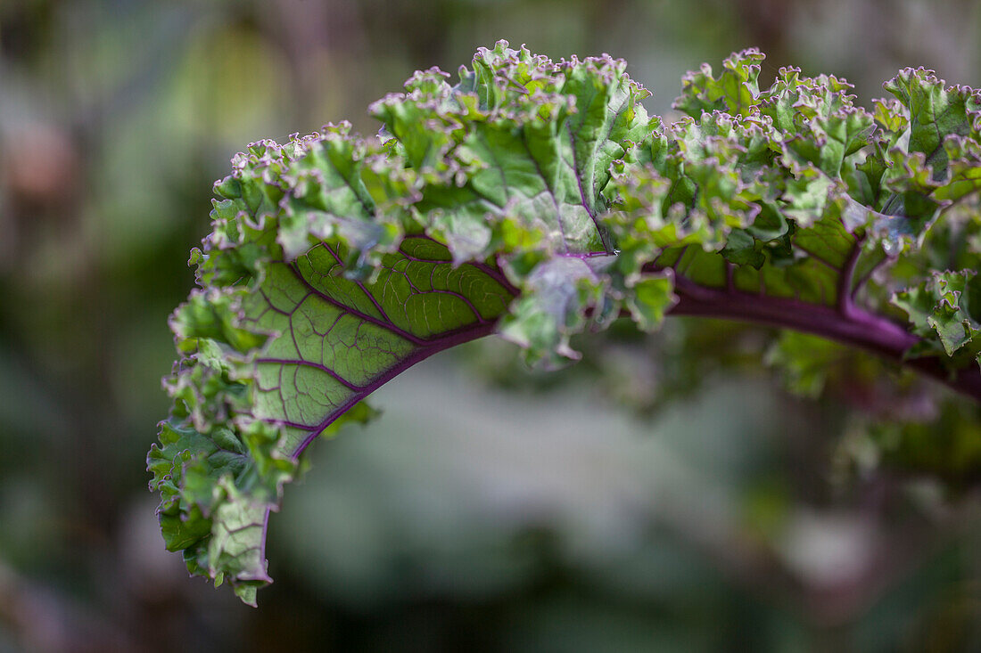 Brassica oleracea var. sabellica