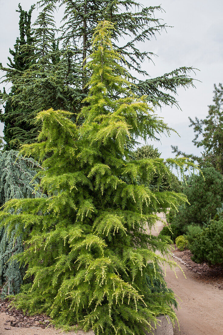 Larix decidua